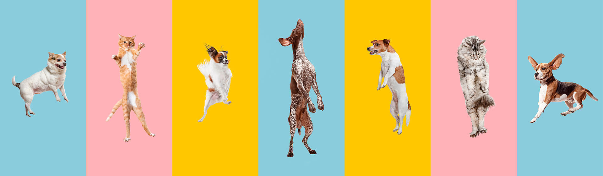 Dogs and Cats